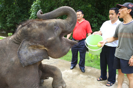 The raiser feeds an apple to the wild Asian elephant 