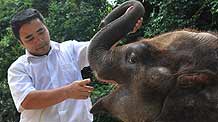 The raiser looks at the new tooth of the wild Asian elephant 'Yongyong' at the Xishuangbanna Asian elephant breeding base in Dai Autonomous Prefecture of Xishuangbanna, southwest China's Yunnan Province, August 3, 2009.