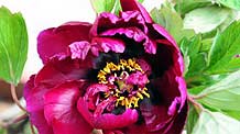 The picture shows peony flowers grown in a greenhouse on a flower farm in Luoyang city of central China's Hunan Province, August 31, 2009.