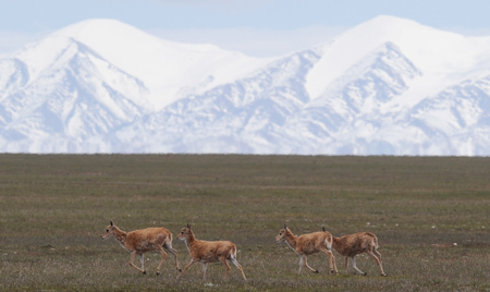 Tibetan antelopes under state grade 1 protection run at a plateau grassland in Hol Xil Nature Reserve, northwest China's Qinghai Province, on July 30, 2009.