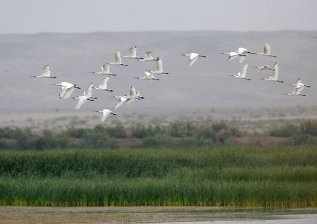 Egrets fly over the Heihe wetland of Gaotai County in Zhangye City, northwest China&apos;s Gansu Province, September 7, 2009. The birds Population there has increased thanks to the efforts that have been made to protect the environment of the wetland in the city.