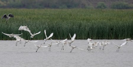 Egrets fly over the Heihe wetland of Gaotai County in Zhangye City, northwest China&apos;s Gansu Province, September 7, 2009.