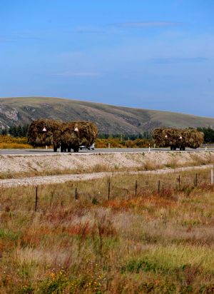 Vehicles transporting grass are seen in Hulun Buir City in north China's Inner Mongolia Autonomous Region, September 14, 2009. 