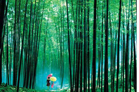Covering 1.17 milion acres, Chishui is also home to vast expanses of bamboo.
