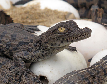 Baby Nile Crocodiles are seen in this picture taken at Zhongshan Park in Wuhan, capital of central China's Hubei Province, September 16, 2009, five days after their successfully artificial incubation. The succesful hatching of eight Nile Crocodiles was the first case in the park. 