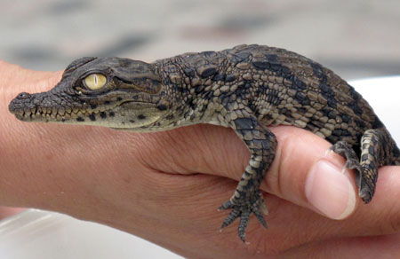 Baby Nile Crocodiles are seen in this picture taken at Zhongshan Park in Wuhan, capital of central China's Hubei Province, September 16, 2009, five days after their successfully artificial incubation. The succesful hatching of eight Nile Crocodiles was the first case in the park. 