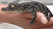 Baby Nile Crocodiles are seen in this picture taken at Zhongshan Park in Wuhan, capital of central China's Hubei Province, September 16, 2009, five days after their successfully artificial incubation. The succesful hatching of eight Nile Crocodiles was the first case in the park.