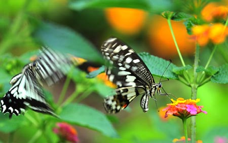 Butterflies fly among flowers in a zoology park in Kunming, capital of southwest China's Yunnan Province, September 19, 2009. The butterfly zoology park featuring tens of thousands of butterflies opened Saturday in Kunming.