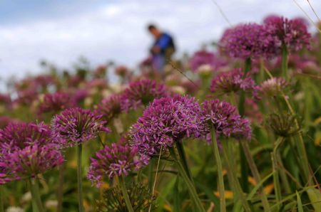 Photo taken on September 22, 2009 show the blossoming leek plants in Hezhang, southwest China's Guizhou Province. A leek flower cultural festival opened on Tuesday in Hezhang county that grows wild leek plants of more than 30 square kilometers.