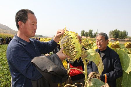 Farmers view sunflowers to learn scientific farming knowledge in the field in Songshan District of Chifeng City of north China's Inner Mongolia Autonomous Region, September 25, 2009. 