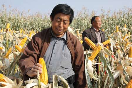 Farmers check the corn in the field in Songshan District of Chifeng City of north China's Inner Mongolia Autonomous Region, September 25, 2009.