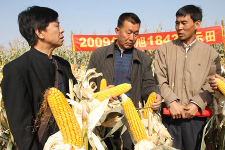 Farmers learn scientific farming knowledge in the field in Songshan District of Chifeng City of north China's Inner Mongolia Autonomous Region, September 25, 2009.