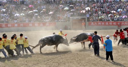 Tourists and local people view bullfight in Longli County, southwest China's Guizhou Province, September 29, 2009. 