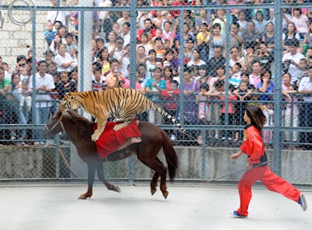 A tiger and a horse perform for visitors at the Fuzhou Zoo in Fuzhou, southeast China's Fujian Province, on October 4, 2009. The wonderful performance of the animals attracted a number of citizens and tourists to spend their National Day Holiday at the Fuzhou Zoo.
