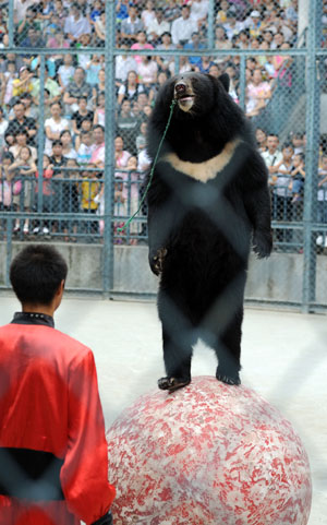 A black bear performs for visitors at the Fuzhou Zoo in Fuzhou, southeast China's Fujian Province, on October 4, 2009. The wonderful performance of the animals attracted a number of citizens and tourists to spend their National Day Holiday at the Fuzhou Zoo.