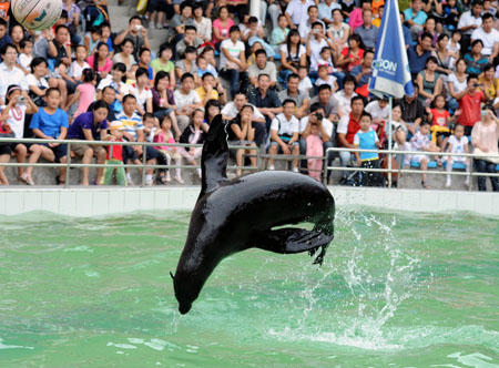 A sea lion jumps out of water at the Fuzhou Zoo in Fuzhou, southeast China's Fujian Province, on October 4, 2009. The wonderful performance of the animals attracted a number of citizens and tourists to spend their National Day Holiday at the Fuzhou Zoo.