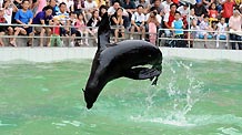 A sea lion jumps out of water at the Fuzhou Zoo in Fuzhou, southeast China's Fujian Province, on October 4, 2009. The wonderful performance of the animals attracted a number of citizens and tourists to spend their National Day Holiday at the Fuzhou Zoo.