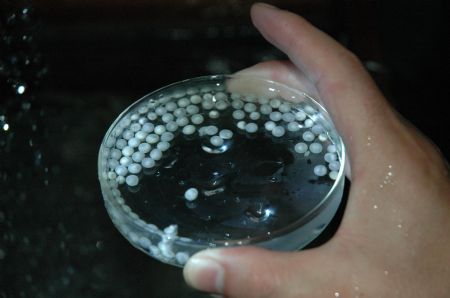 The inseminated eggs of Chinese sturgeon after total artificial propagation are seen at the Chinese Sturgeon Research Institute (CSRI) of the China Three Gorges Corporation in Yichang, central China's Hubei Province, on October 4, 2009.