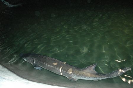 The male Chinese sturgeon which attended the total artificial propagation is seen at the Chinese Sturgeon Research Institute (CSRI) of the China Three Gorges Corporation in Yichang, central China's Hubei Province, on October 4, 2009.