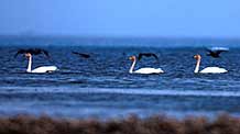 Whooper swans swim at Qinghai Lake near Xining, capital of northwest China's Qinghai Province October 6, 2009. Whooper swans arrived at the lake to live through the winter weeks earlier than past years.