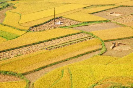 Photo taken on October 7, 2009 shows the golden rice field at the Biling Village of Jingxi County, southwest China's Guangxi Zhuang Autonomous Region. It's the season to harvest several thousand mu of late rice planted in the county.