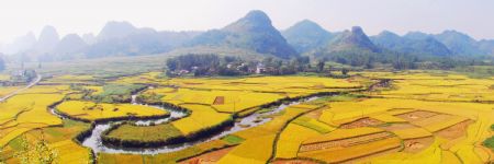 Photo taken on October 7, 2009 shows the golden rice field at the Biling Village of Jingxi County, southwest China's Guangxi Zhuang Autonomous Region. It's the season to harvest several thousand mu of late rice planted in the county. 