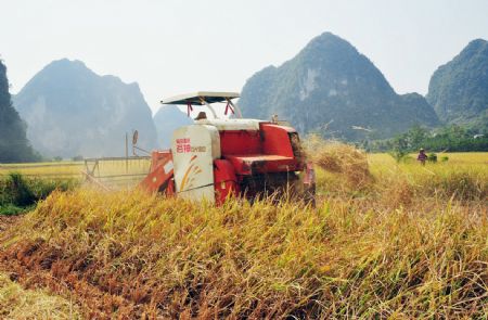 A farmer steers the mechanical harvester to reap late rice at the Jiuzhou Village of Jingxi County, southwest China's Guangxi Zhuang Autonomous Region, October 7, 2009. It's the season to harvest several thousand mu of late rice planted in the county. 
