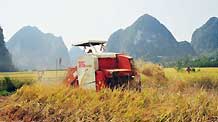 A farmer steers the mechanical harvester to reap late rice at the Jiuzhou Village of Jingxi County, southwest China's Guangxi Zhuang Autonomous Region, October 7, 2009. It's the season to harvest several thousand mu of late rice planted in the county.