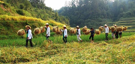 Farmers of Dong ethnic group harvest glutinous rice in Congjiang County, southwest China&apos;s Guizhou Province, October 9, 2009.
