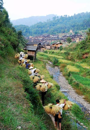 Farmers of Dong ethnic group harvest glutinous rice in Congjiang County, southwest China&apos;s Guizhou Province, October 9, 2009. 