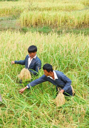 Farmers of Dong ethnic group harvest glutinous rice in Congjiang County, southwest China&apos;s Guizhou Province, October 9, 2009. 