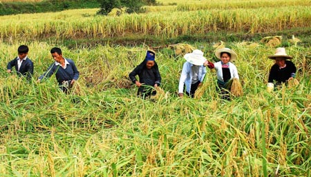 Farmers of Dong ethnic group harvest glutinous rice in Congjiang County, southwest China's Guizhou Province, October 9, 2009. 