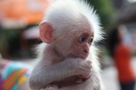 Photo taken on Oct. 15, 2009 shows a baby monkey, born two months ago, at Xishuangbanna Dai Park in Xishuangbanna, southwest China's Yunnan Province. (Xinhua/Li Yunsheng)