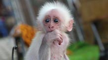 Photo taken on October 15, 2009 shows a baby monkey, born two months ago, at Xishuangbanna Dai Park in Xishuangbanna, southwest China's Yunnan Province.