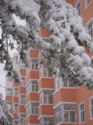 Snow-covered branches are seen in Qiqihar City, northeast China's Heilongjiang Province, October 19, 2009.