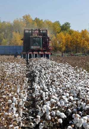 Farmers pick cotton in the field in Korla, west China's Xinjiang Autonomous Region, October 22, 2009.