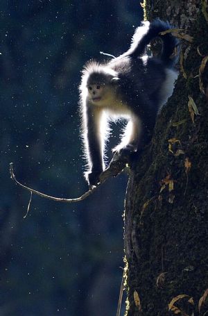 A black snub-nosed monkey is pictured in the Baima Snow Mountain State Nature Reserve in Weixi, southwest China's Yunnan Province, October 22, 2009.