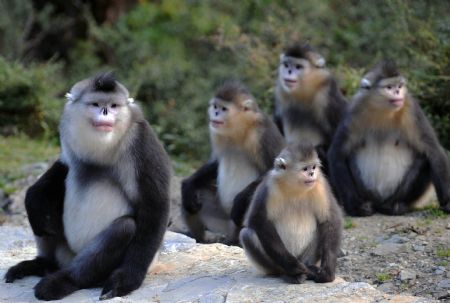Black snub-nosed monkeys are pictured in the Baima Snow Mountain State Nature Reserve in Weixi, southwest China's Yunnan Province, October 22, 2009. 