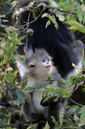 Black snub-nosed monkeys are pictured in the Baima Snow Mountain State Nature Reserve in Weixi, southwest China's Yunnan Province, October 22, 2009. 