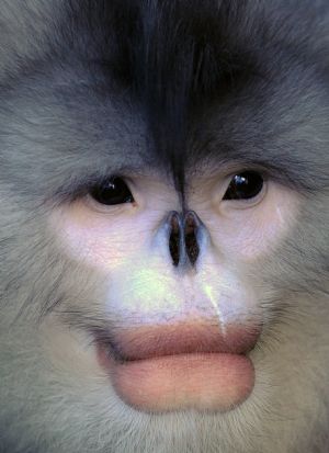 A black snub-nosed monkey is pictured in the Baima Snow Mountain State Nature Reserve in Weixi, southwest China's Yunnan Province, October 22, 2009. 