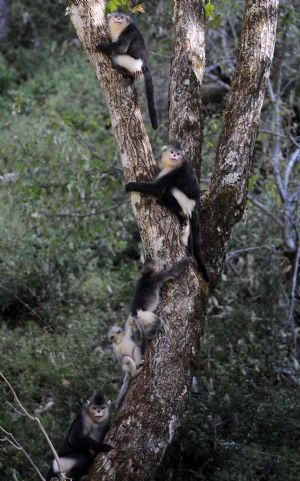 Black snub-nosed monkeys are pictured in the Baima Snow Mountain State Nature Reserve in Weixi, southwest China's Yunnan Province, October 22, 2009.