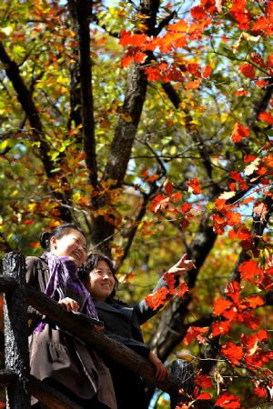 Tourists enjoy autumn views in the Laoshan State Forest Park in Ganquan County of Yan'an City, northwest China's Shaanxi Province, October 20, 2009.