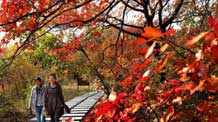 Tourists enjoy autumn views in the Laoshan State Forest Park in Ganquan County of Yan'an City, northwest China's Shaanxi Province, October 20, 2009.