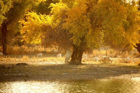 A flock of sheep enjoy the sunlight as they stroll through diversiform-leaved poplars in Shaya County, northwest China's Xinjiang Uygur Autonomous Region, on October 20, 2009.