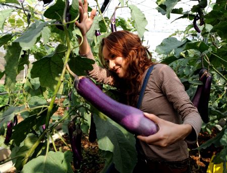 A visitor checks an eggplant at Guangxi Modern Agricultural Science and Technology Demonstration Zone, in Nanning, capital of southwest China&apos;s Guangxi Zhuang Autonomous Region, on October 23, 2009.