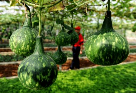 Photo taken on October 23, 2009 shows new variety plants at Guangxi Modern Agricultural Science and Technology Demonstration Zone, in Nanning, capital of southwest China&apos;s Guangxi Zhuang Autonomous Region. 