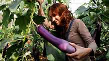 A visitor checks an eggplant at Guangxi Modern Agricultural Science and Technology Demonstration Zone, in Nanning, capital of southwest China's Guangxi Zhuang Autonomous Region, on October 23, 2009.