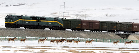 A train runs near kiangs (Tibetan wild dunkeys) in northwest China&apos;s Qinghai Province, October 24, 2009.