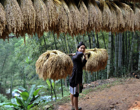 A young women carries full loads of paddy rice on pole-shoulder en route of the village path, as local villagers of Miao ethnic group gather for a song and dance rendezvous in celebration of this autumn bumper harvest as a result of seasonable weather with gentle breeze and timely rainfalls, in Basha Village, Congjiang County, southwest China&apos;s Guizhou Province, October 24, 2009.