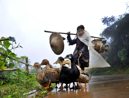 An aged women drives a bevy of ducks en route of the village path, as local villagers of Miao ethnic group gather for a song and dance rendezvous in celebration of this autumn bumper harvest as a result of seasonable weather with gentle breeze and timely rainfalls, in Basha Village, Congjiang County, southwest China&apos;s Guizhou Province, October 24, 2009. 